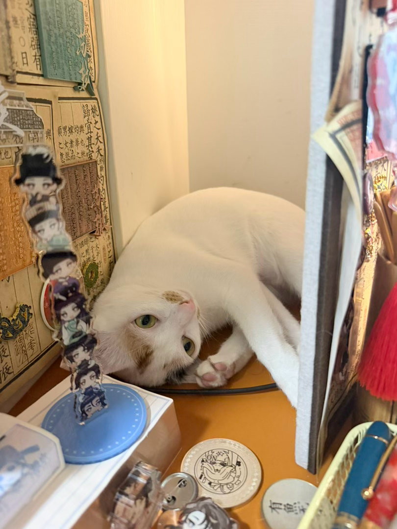叮！今日的《食明》更新了春生的番外！小猫咪：我踢你毛毡板，你有意见？ ​​​
