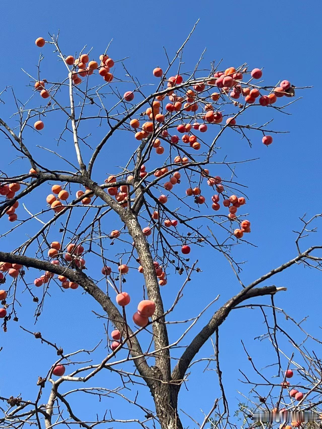 今天回老家，刚一进家门。一抬头就撞进老家这棵柿子树的热闹里了——叶子早落光了，枝