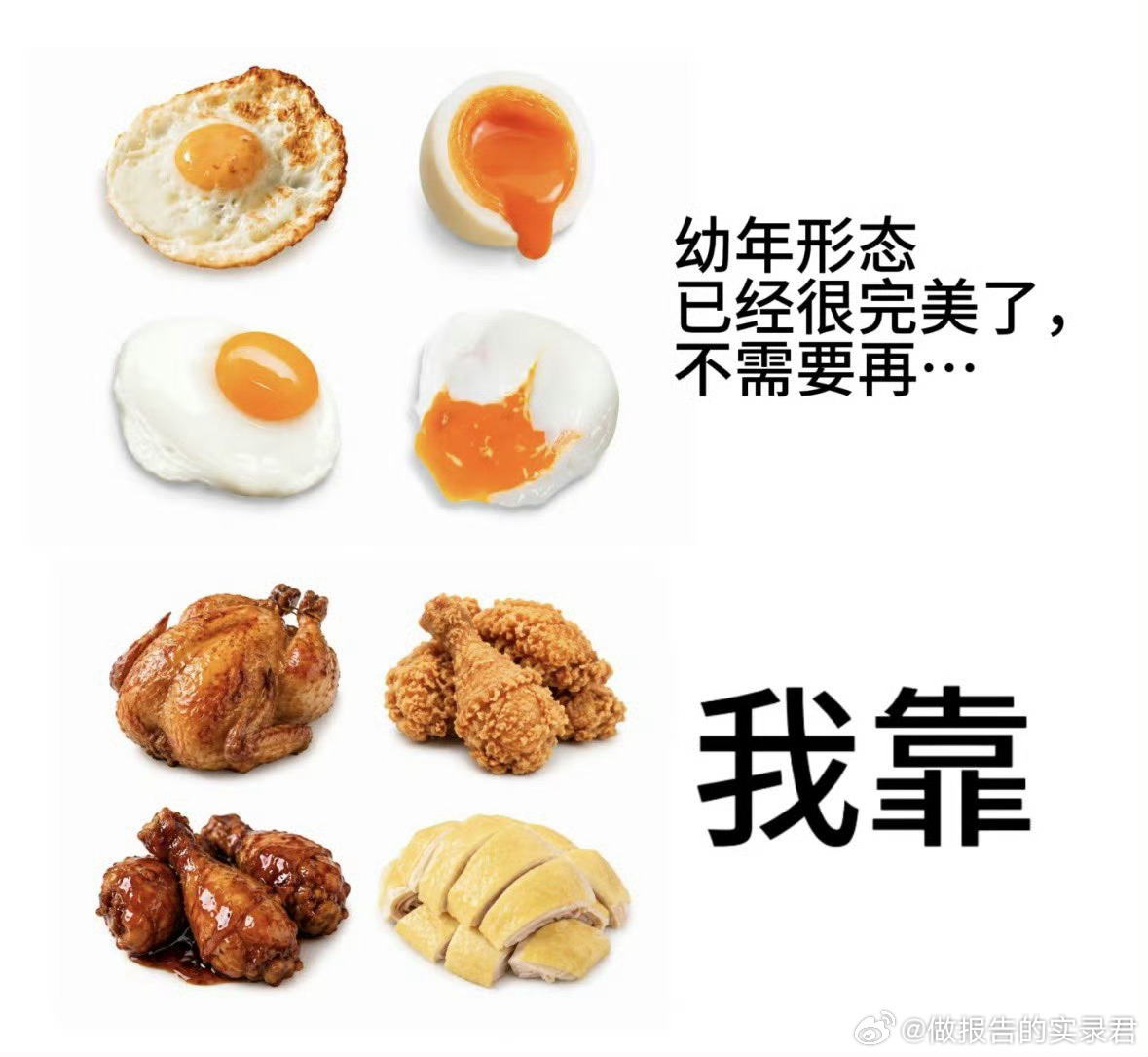 鸡的一生 