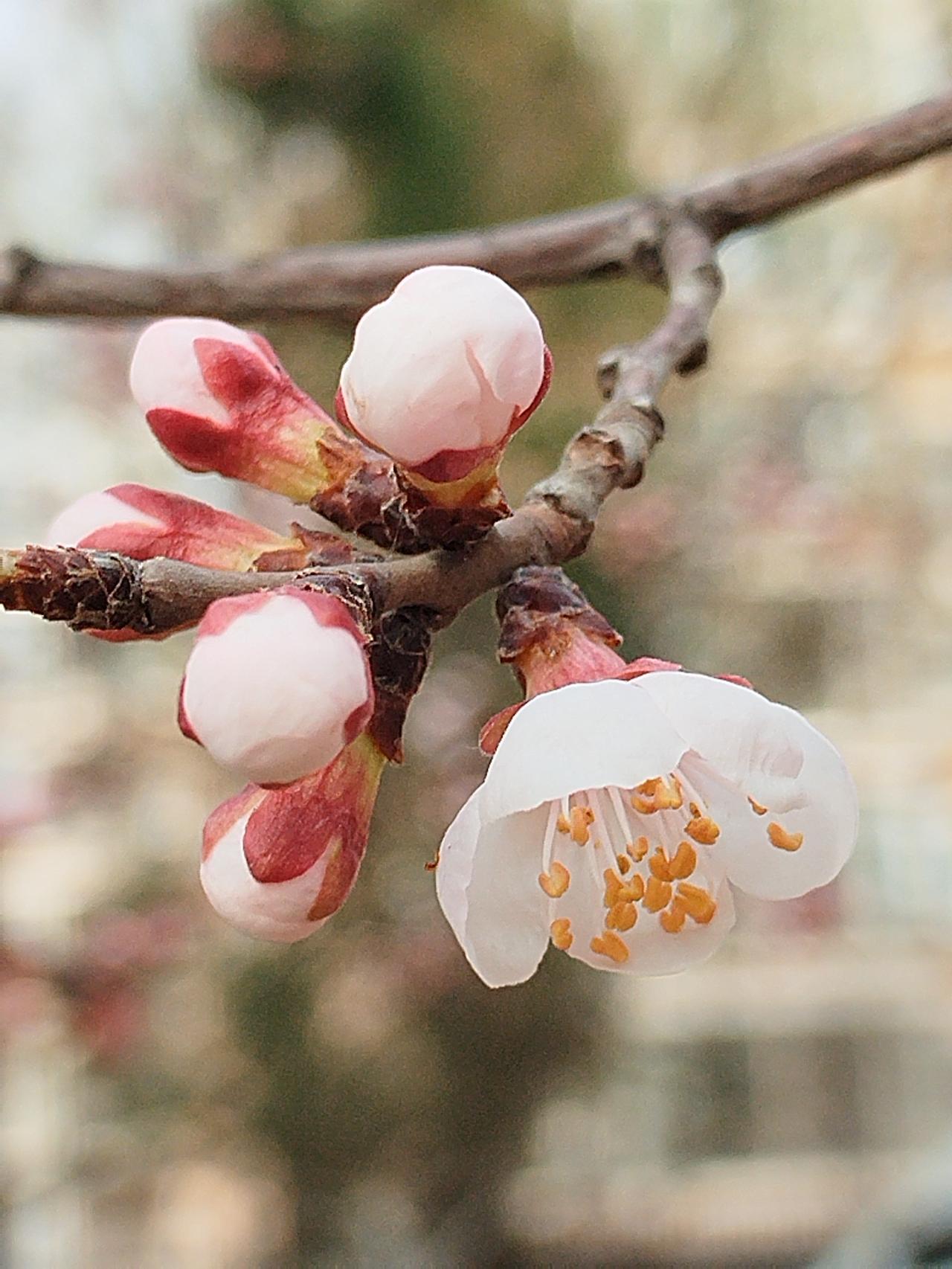 杏花绽放凌河边，
锦绣短暂当即观。
年年花开花又落，
不见老翁再少年。