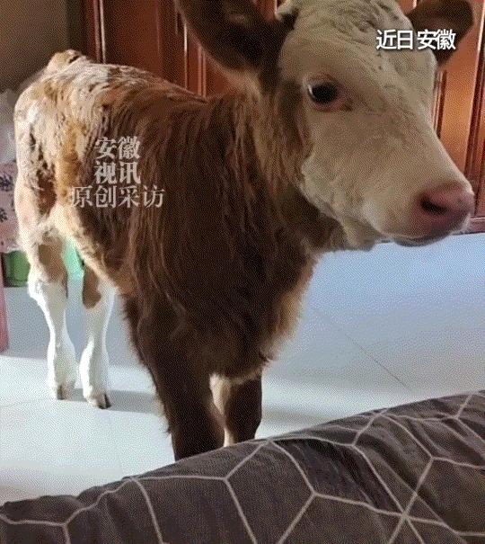 你可能不信，一头被扔在屠宰场门口等死的小牛犊，现在每天跟着卖馒头的大姐满街跑，比