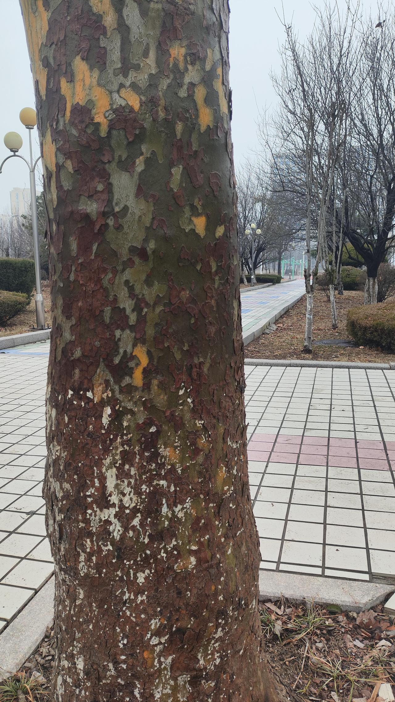 只看树干，你能叫出这两种树的名字吗？

第一张图片，可能很多人一眼认得；

但第