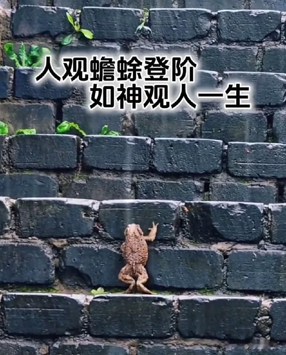 人观蟾蜍登阶，犹如神观人之一生。蟾蜍穷尽一生的终点，对人来说，仅是百步之遥。而人