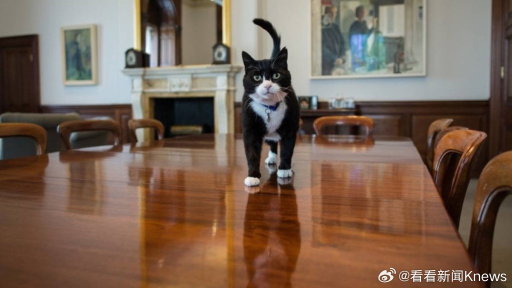 【流浪猫逆袭晋身唐宁街 #英外交部前捕鼠大臣逝世#】英国外交部前“捕鼠大臣”帕默