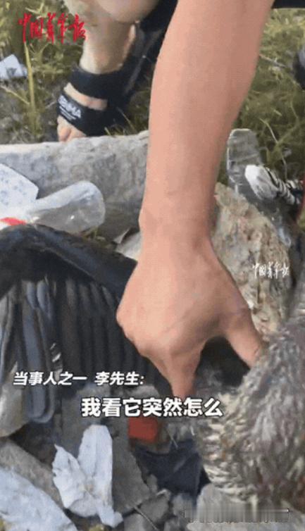 “万万没想到！”新疆阿勒泰，一只鱼鹰在河边的石头上站着，男子突然伸出手抓住了它的