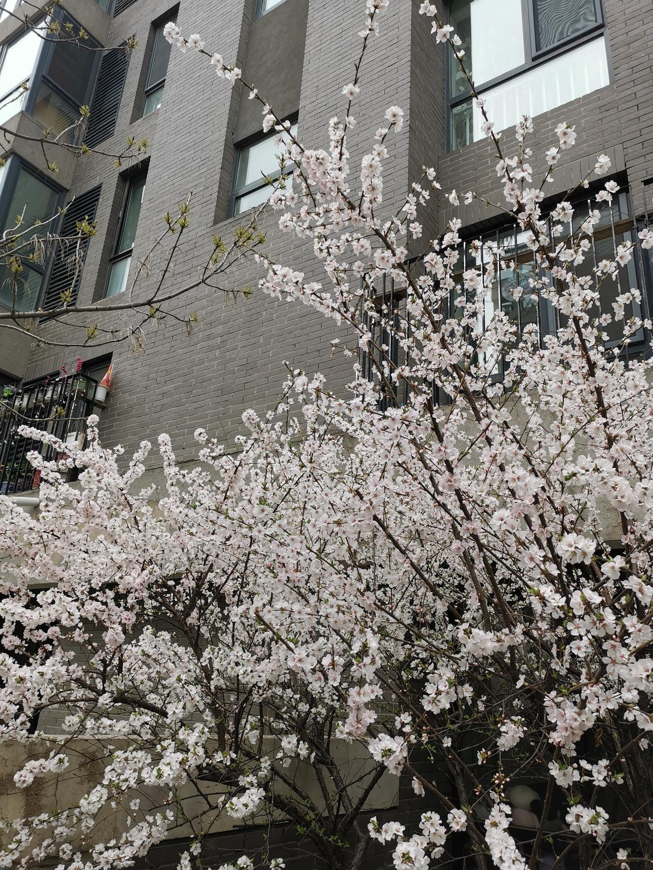 【没真正苦过的人，不能轻言人生的意义；而我们这些活着的人，能做的就是认真活下去，