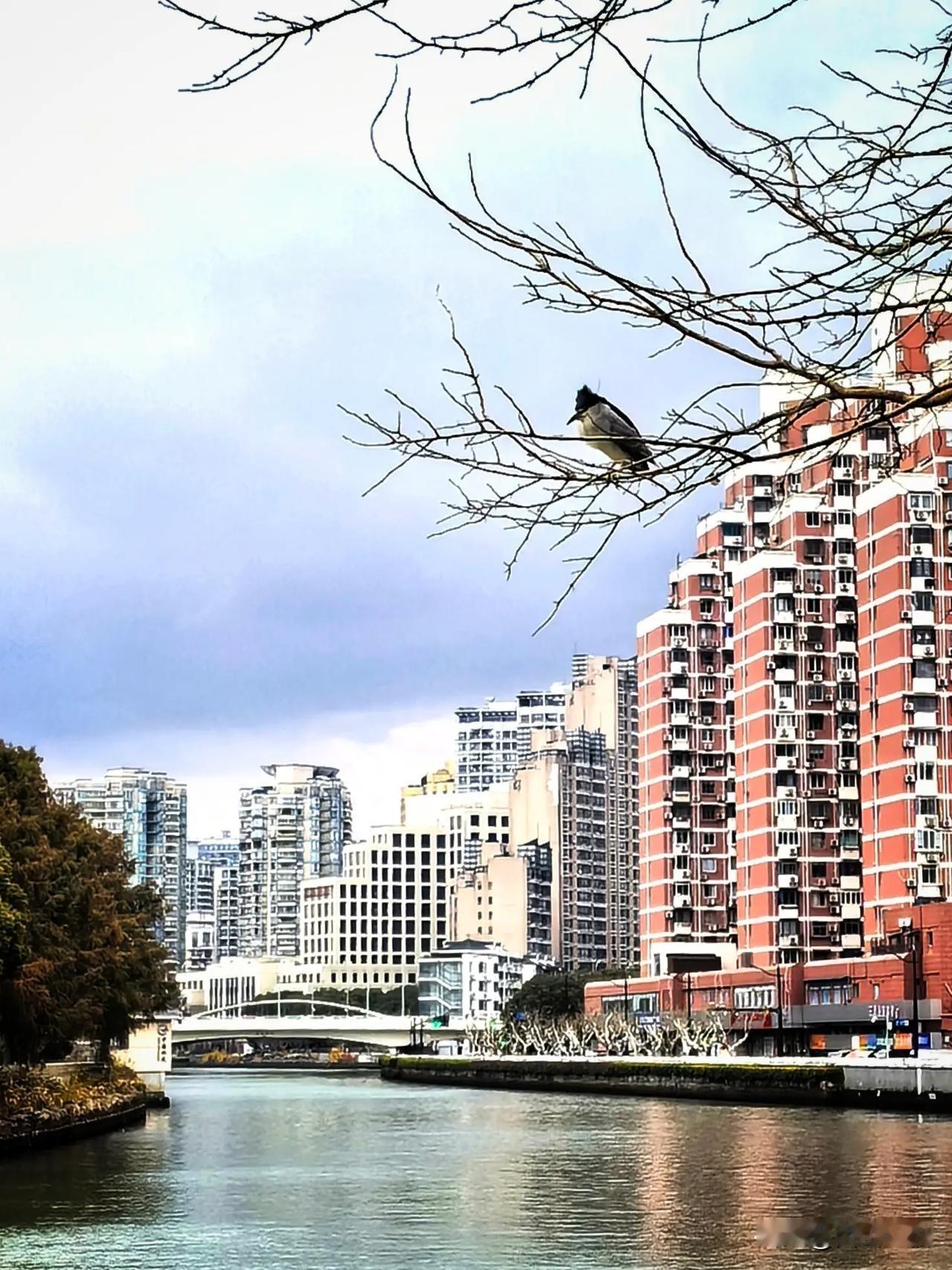 很喜欢这个小区。豆包跟我说这应该是上海普陀区的，不知真假，环境确实很美！