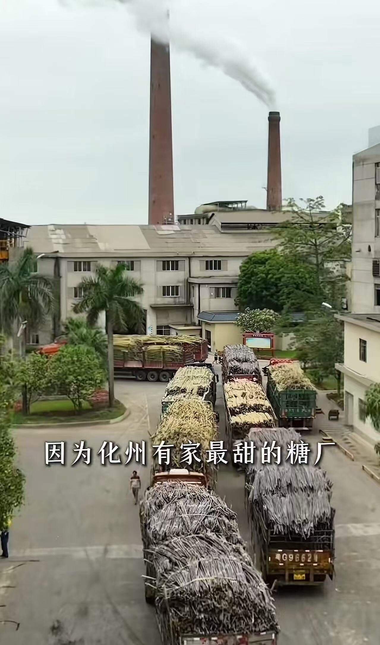 这就叫格局！广东一家糖厂，立了个新规矩，让全网轰动了！凡是拉甘蔗来厂的大货车，只