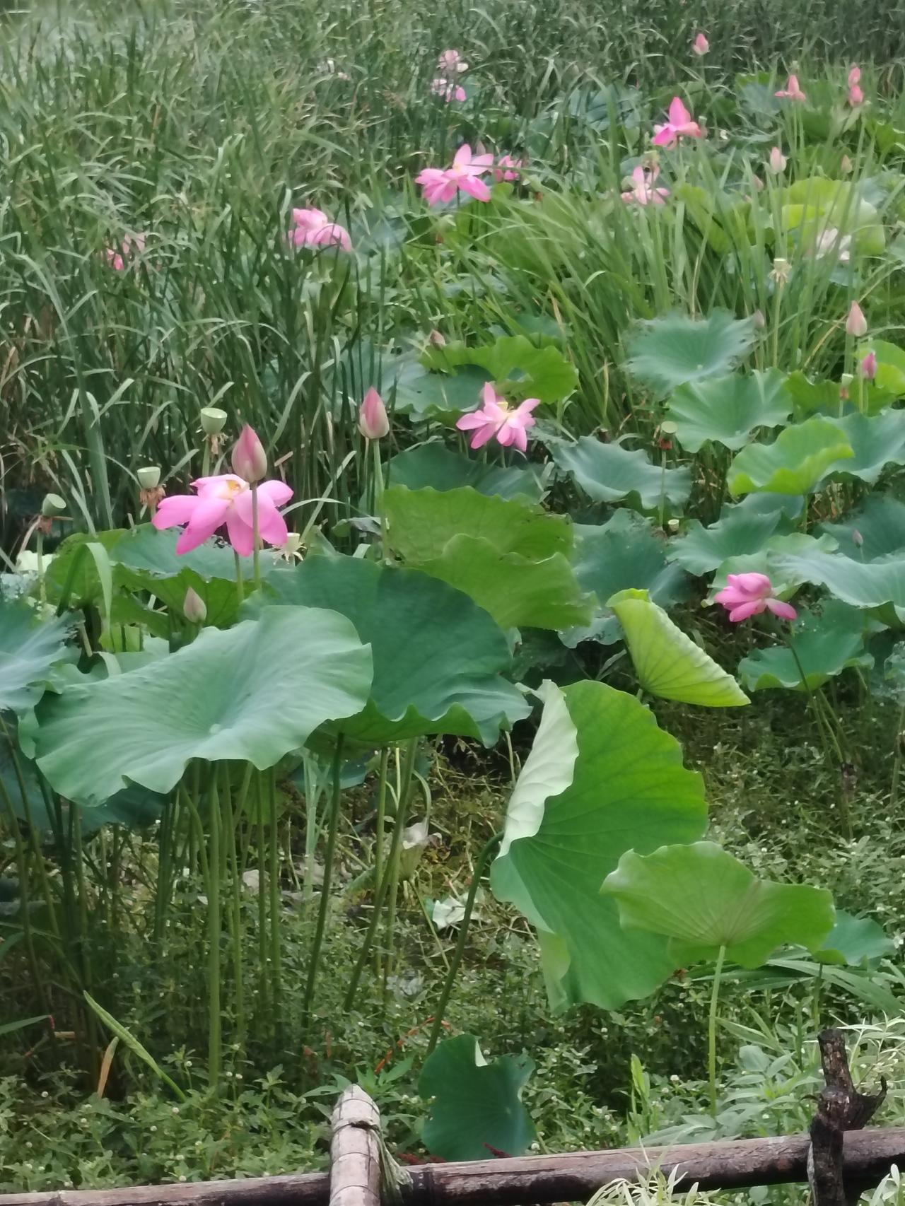 雨后的荷花
2026年6月19日拍摄于鄂州市临空经济区沙窝乡