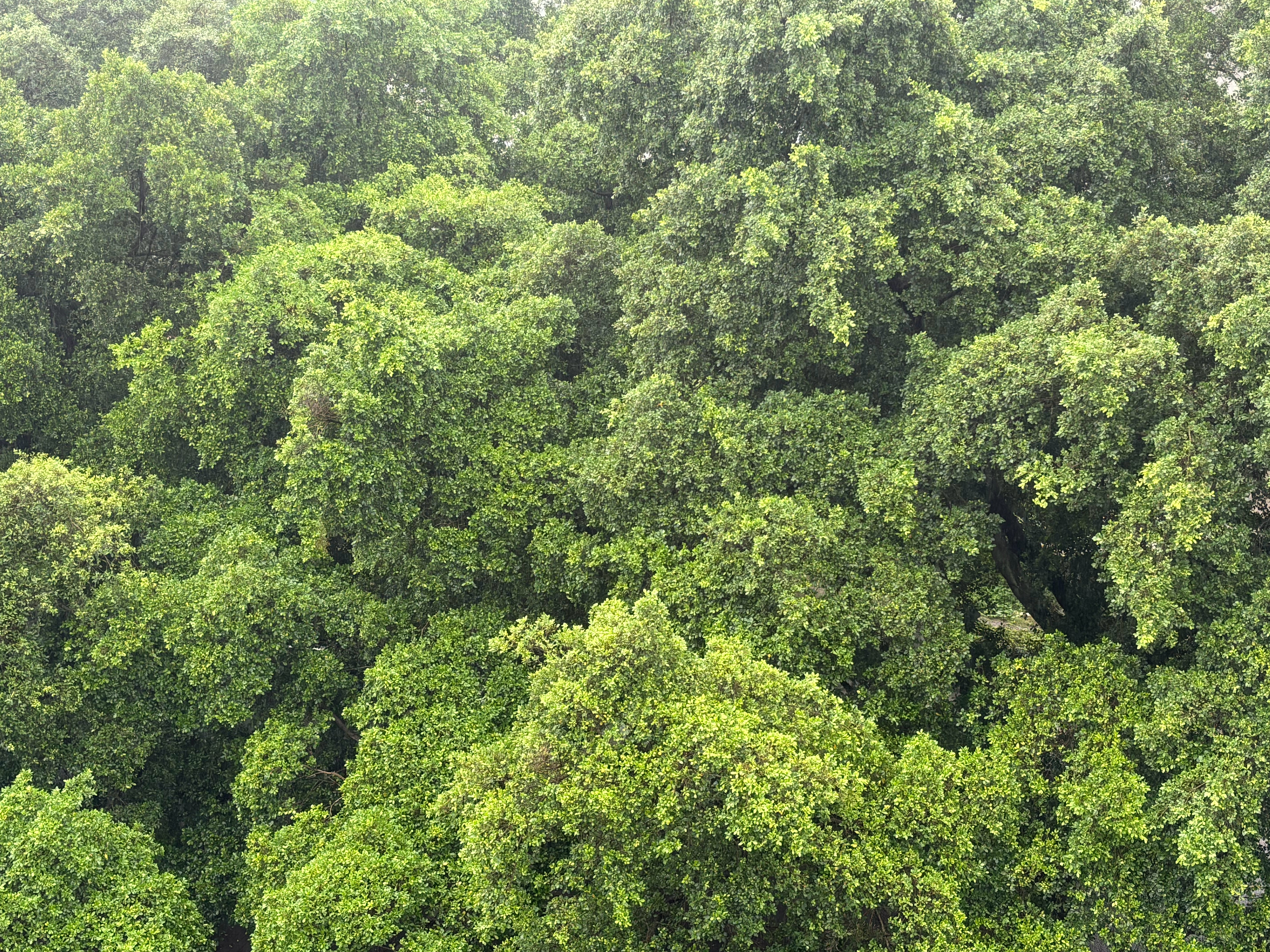 窗外的风景～今天下雨，不热，凌岛也不在，我没开空调