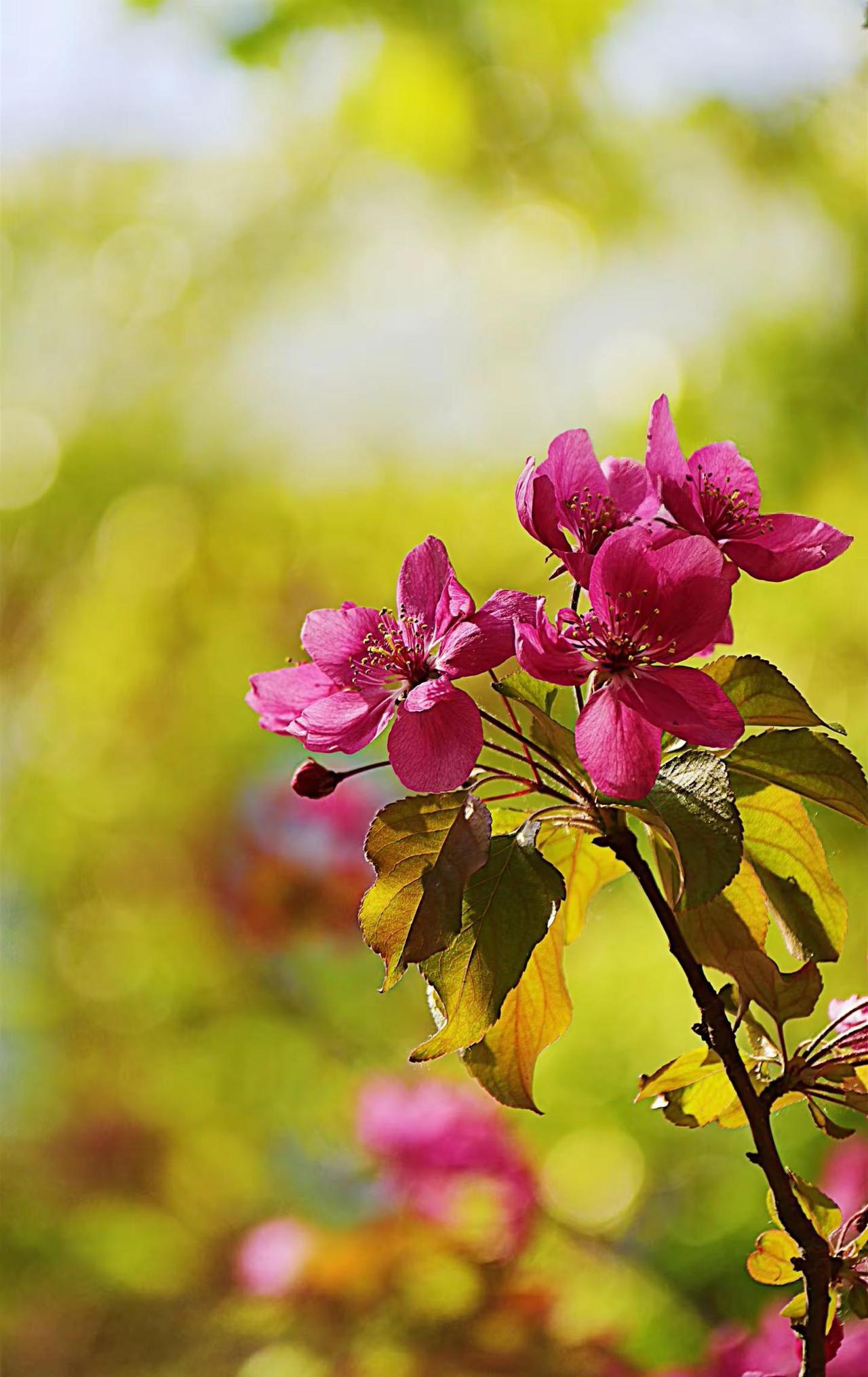 春色入怀。拍花治愈系 春天是花朵的主场 春日治愈花卉 春天和拍花的适配度拉满