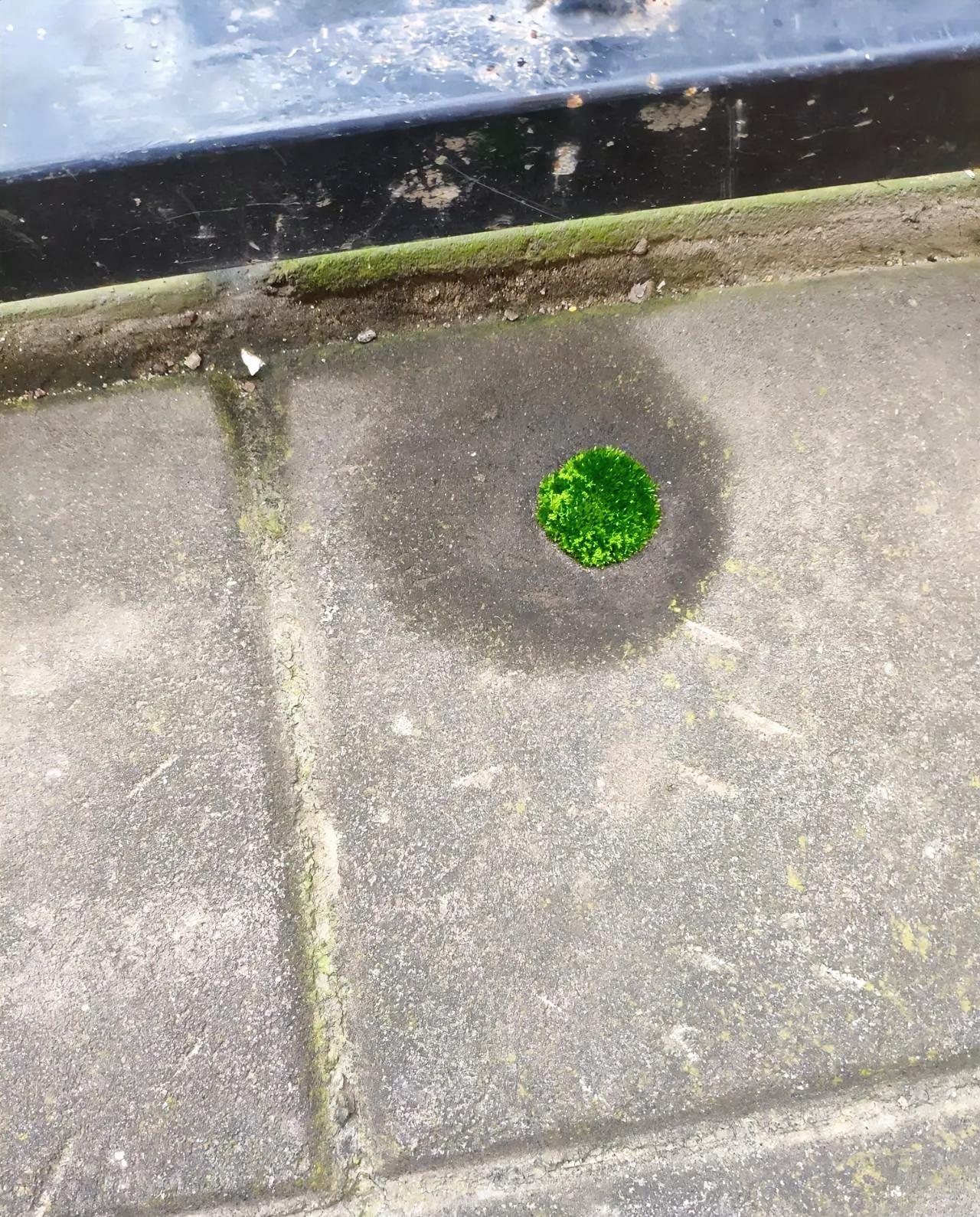 青苔，总是悄悄地出现在不经意的角落里。它不像花一样高调，也不似树那般挺拔，而是低