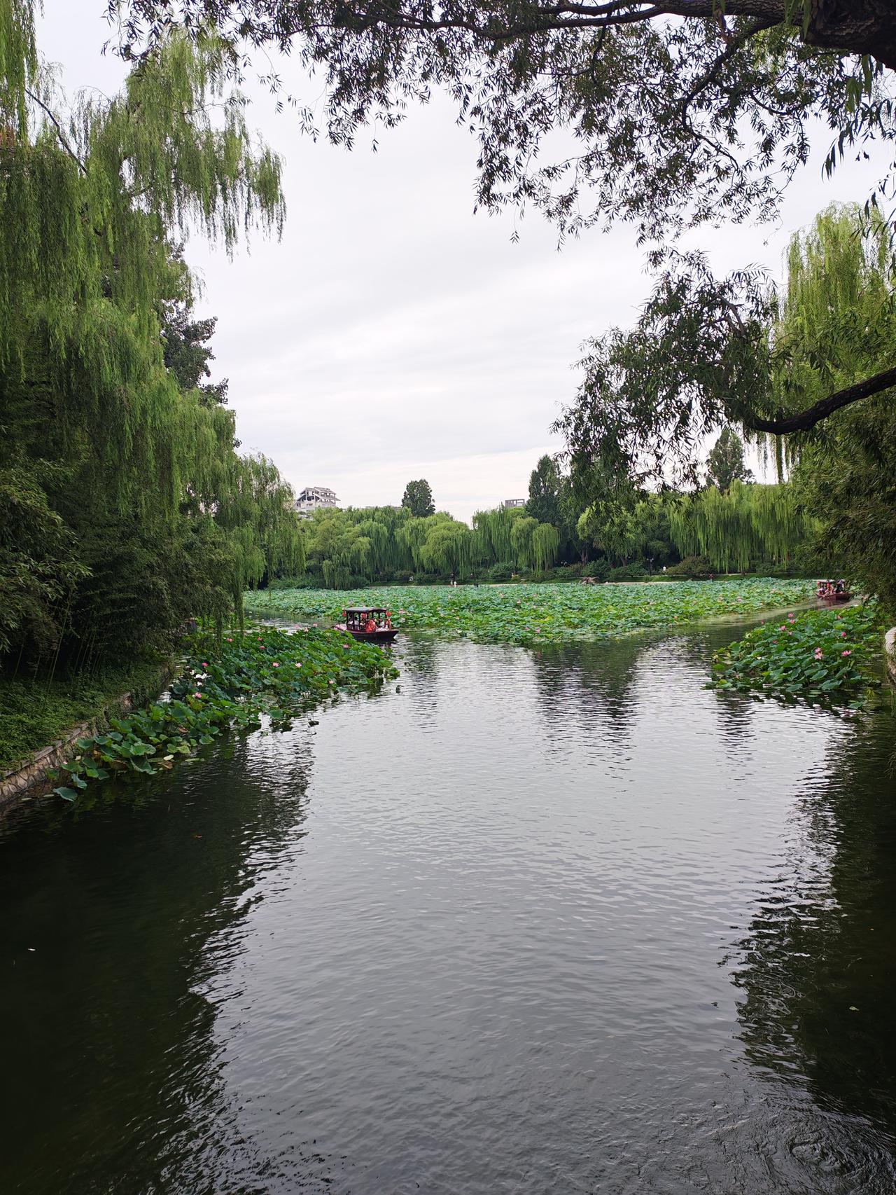 北京紫竹院公园美景分享北京紫竹院公园美景，修竹成片，湖水含翠，一草一木皆是温柔的