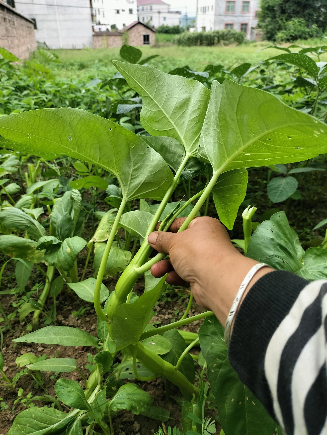 夏天就是吃空心菜的时候，根本就吃不完，我随便摘一把叶子就炒了一碗，我跟我儿子吃一