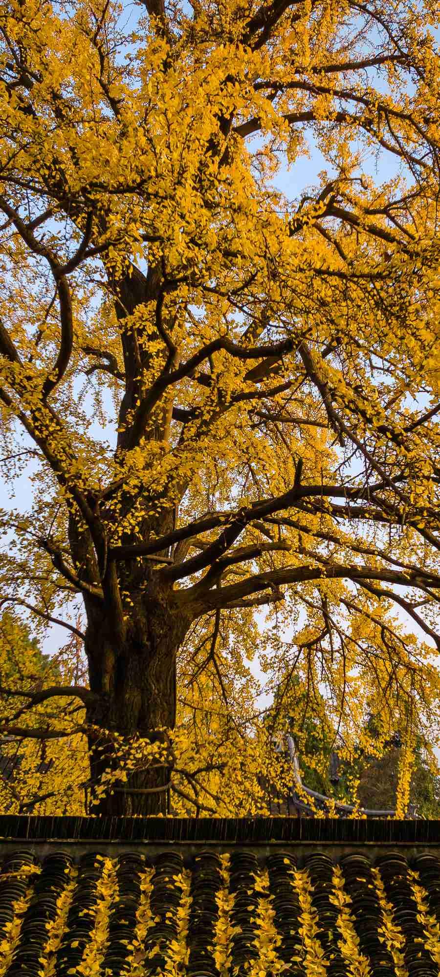 我的今日状态：😁轻松愉快
我这里的天气：❄️下雪