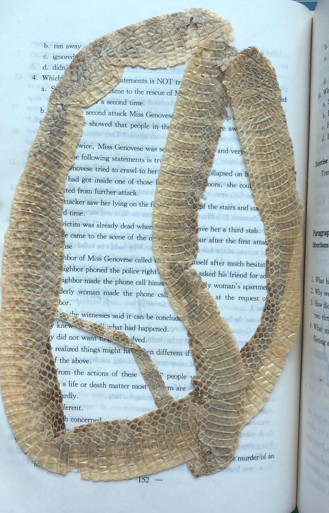 翻开一本书，吓了一跳，原来是初中英语练习册中，夹了一张蛇皮，大概是当时在路边捡的