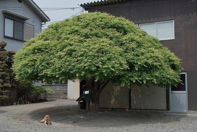 日推上这只柴犬的家看起来好舒服哦 