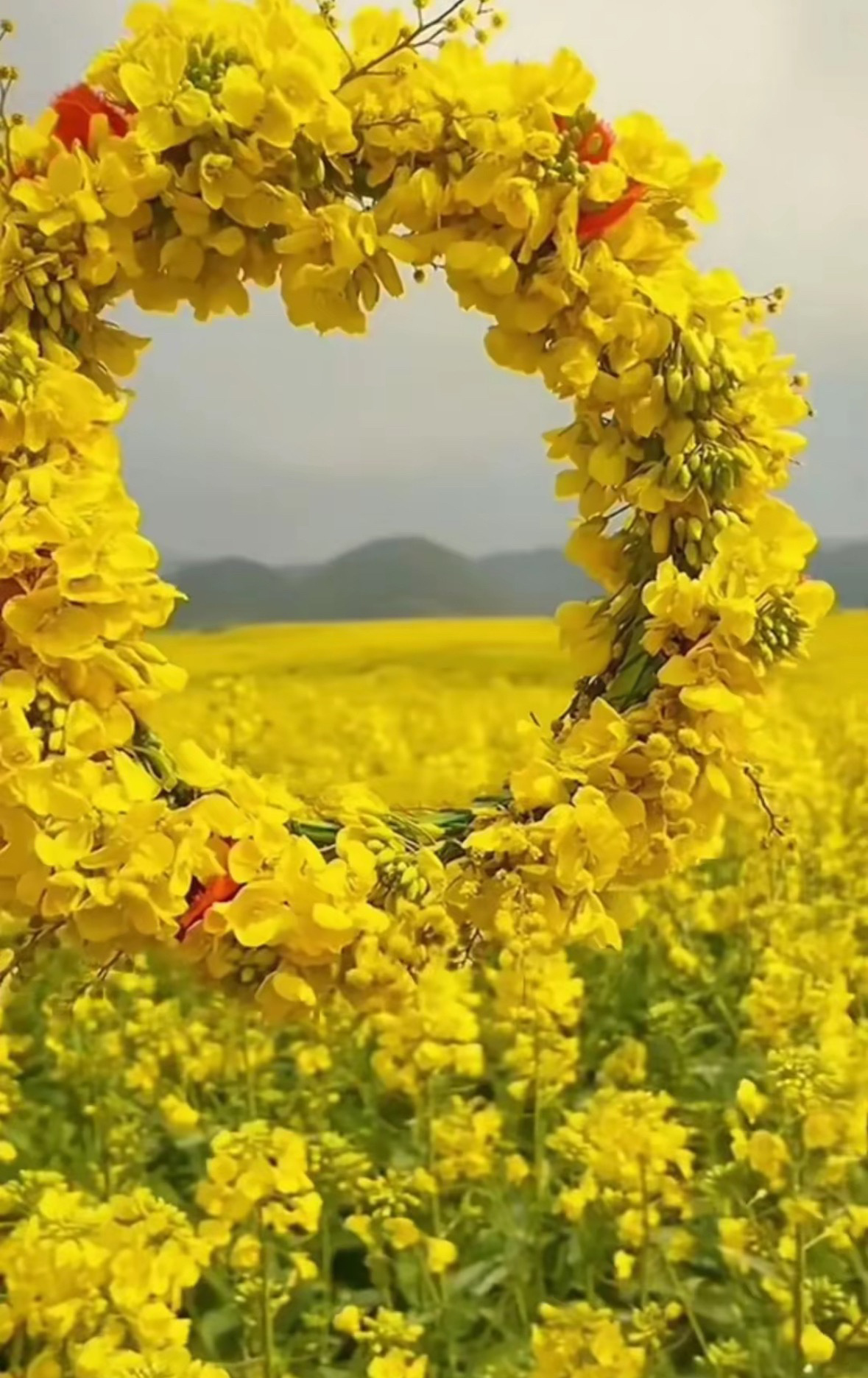 故乡的菜花开了，别炒A股了！ ​​​