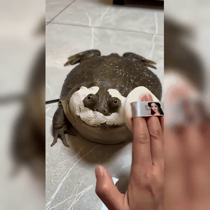 蛙蛙恍然大悟：原来如今精致到自我都认不出，全靠主人用心打理