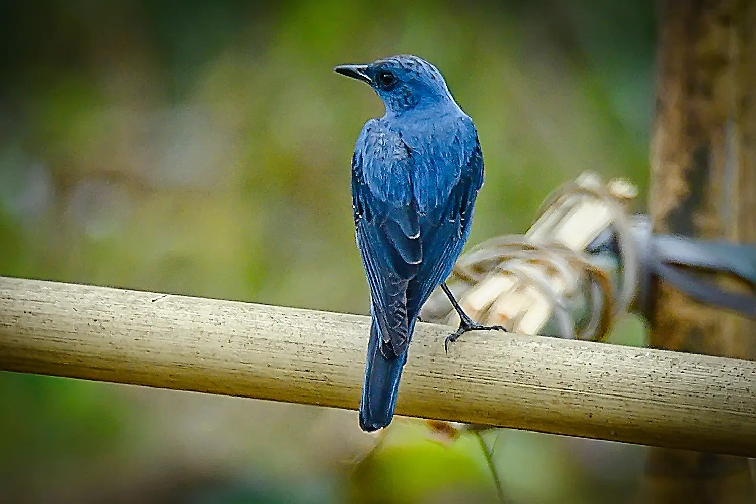 长焦观鸟---蓝矶鸫。蓝矶鸫，雀形目鸫科矶鸫属。分布于中部、西南和华南...