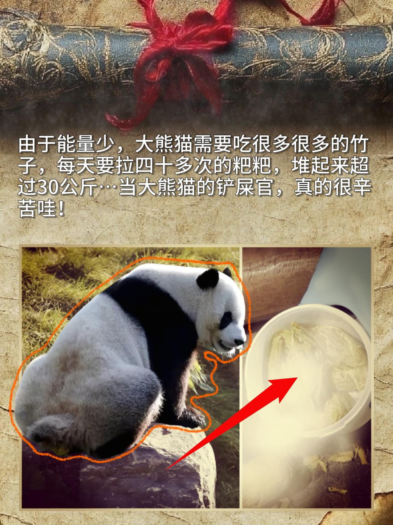 由于能量少，大熊猫需要吃很多很多的竹子，每天要拉四十多次的粑粑，堆起来...