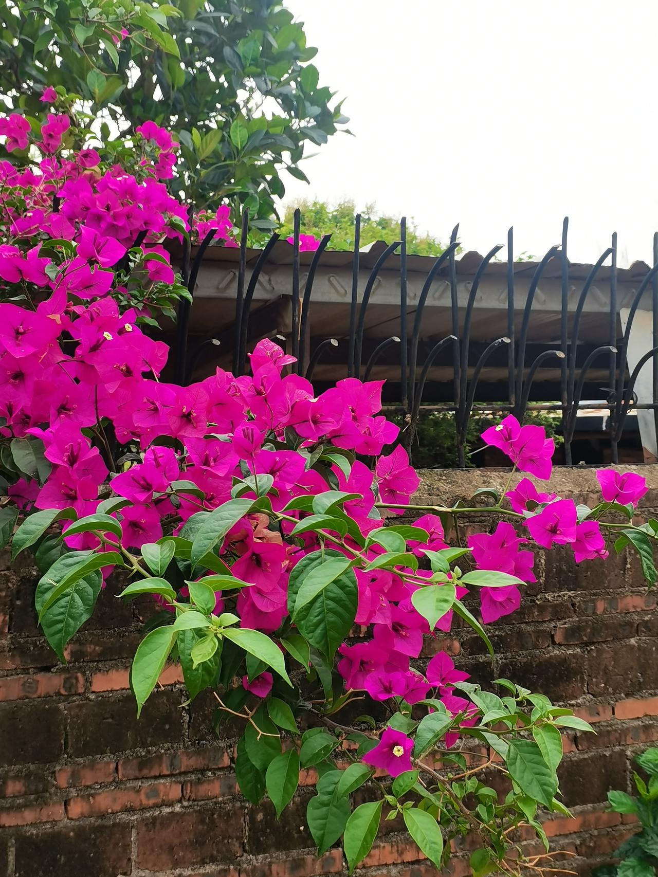 在乡村即使八点钟出去也算晚的了
今天周日，早晨按照上班时间起床，7:40分我出发