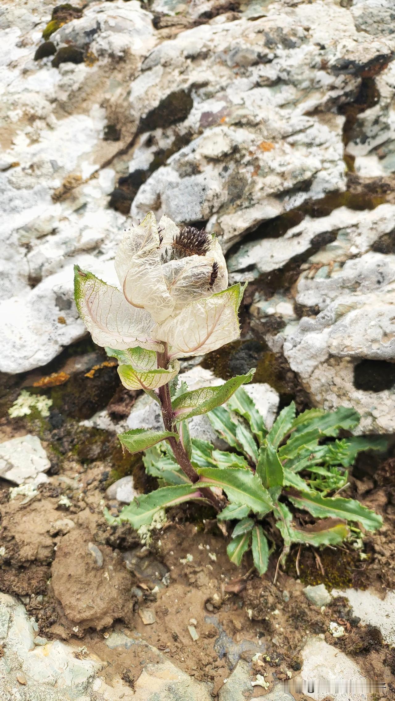 #分享相册里的雪莲花美图#