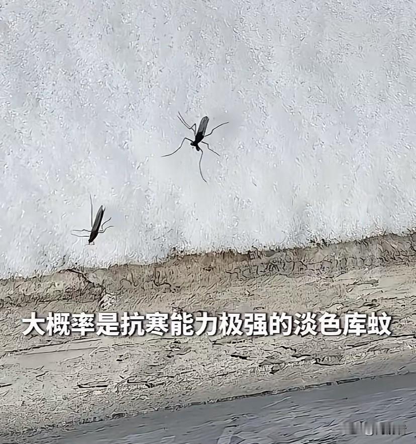 活了40年第一听说蚊子冻不死！雪地蚊子？比人都抗冻啊！人都穿着羽绒服大棉袄，它可