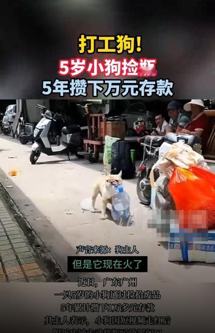 都看新闻了吗？广州一5岁半小狗捡瓶子5年攒下万元“存款”
据了解是一只普通的法国
