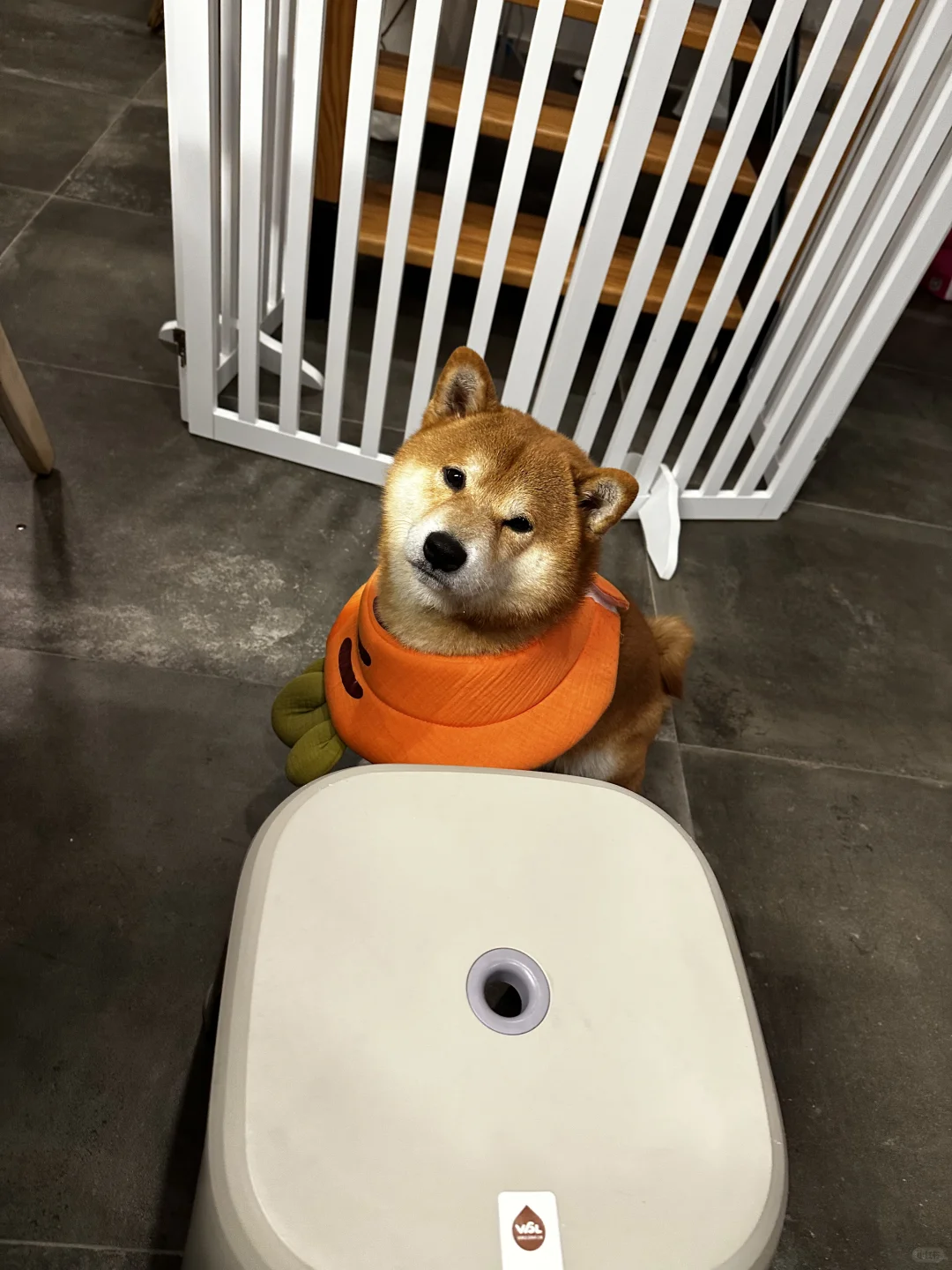 人，拔萝卜吗