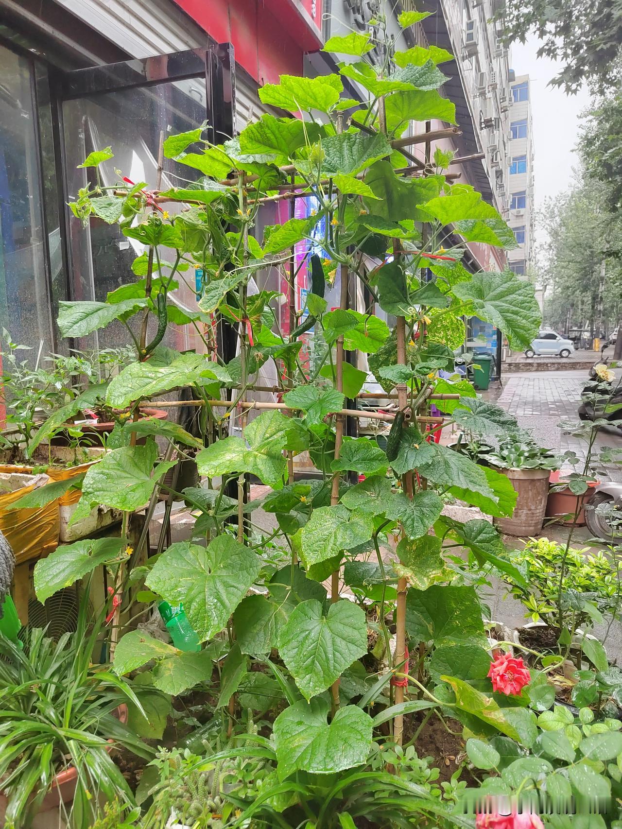 退休了，我感觉要想不孤独，必须有兴趣爱好。
就拿我自己来说吧。
我的退休生活，全