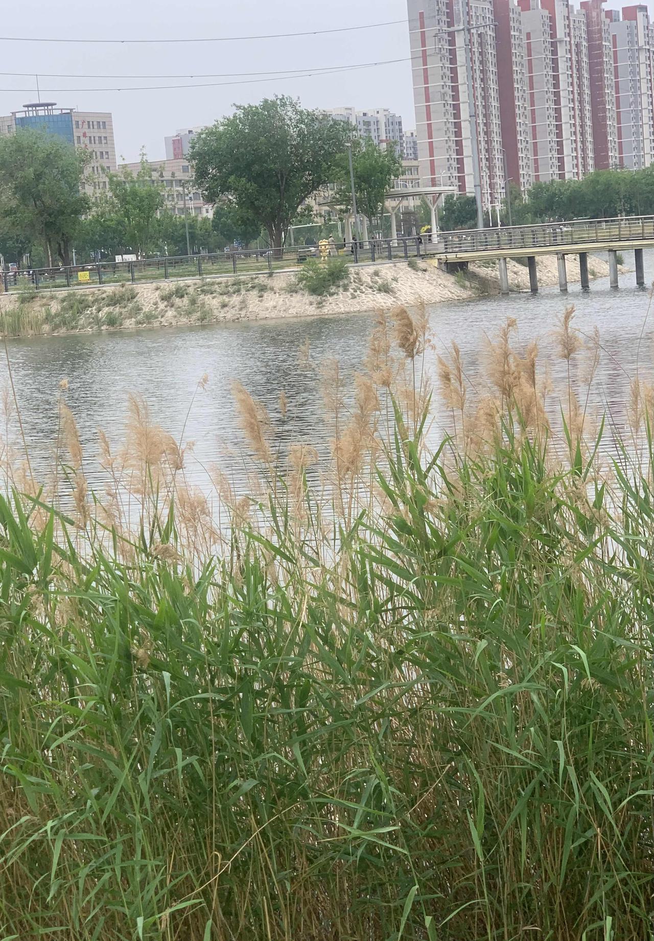 北海公园湖边的芦苇。
今天下午去公园健身，溜达到“北海码头”的小湖，停下脚步，拍