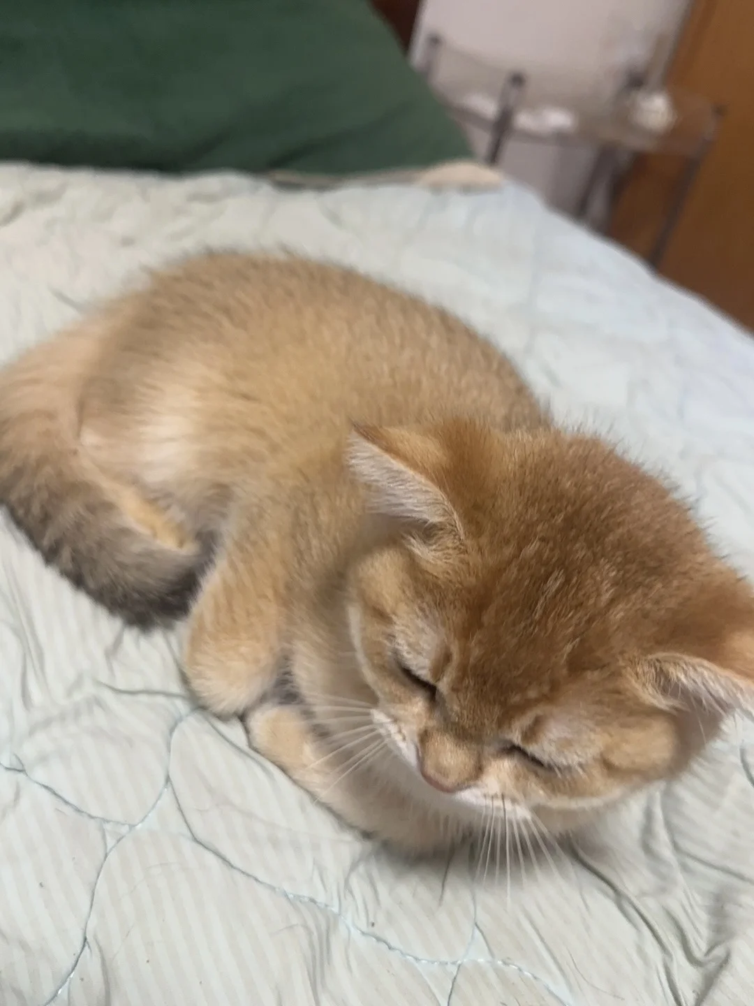 揣手手