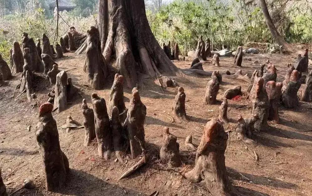 四川你现佛陀树。先是佛坪县那棵1500多岁的古银杏，它在西岔河镇三教殿村的仙果寺