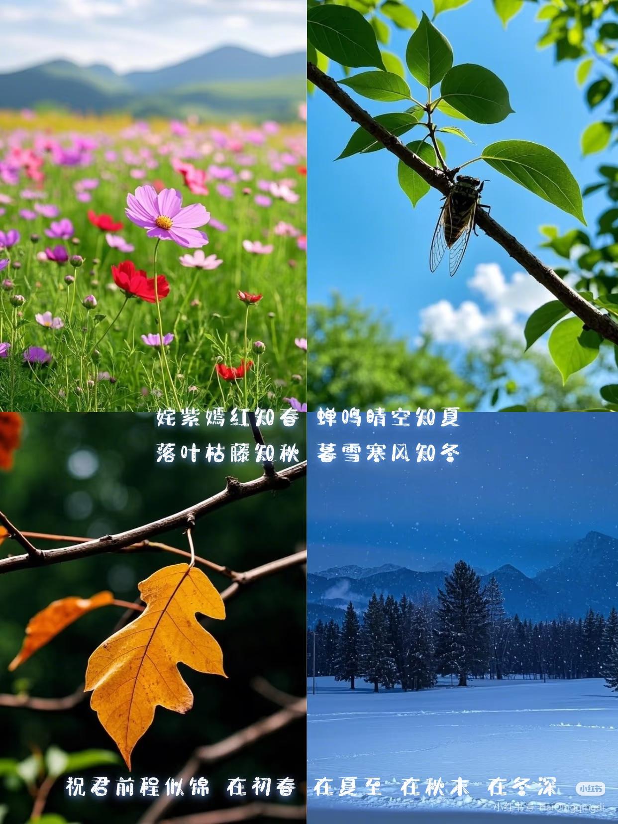姹紫嫣红知春 
蝉鸣晴空知夏 
落叶枯藤知秋 
暮雪寒风知冬
祝君前程似锦 
在