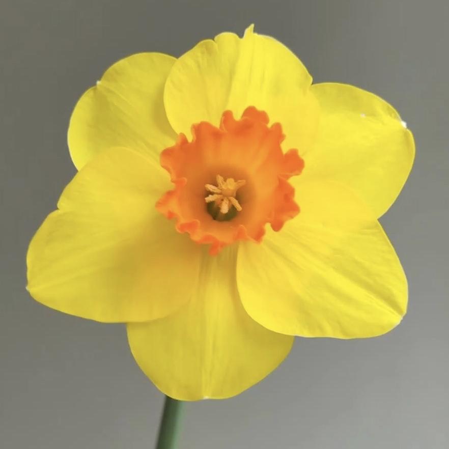 分享一下漂亮迷人的花