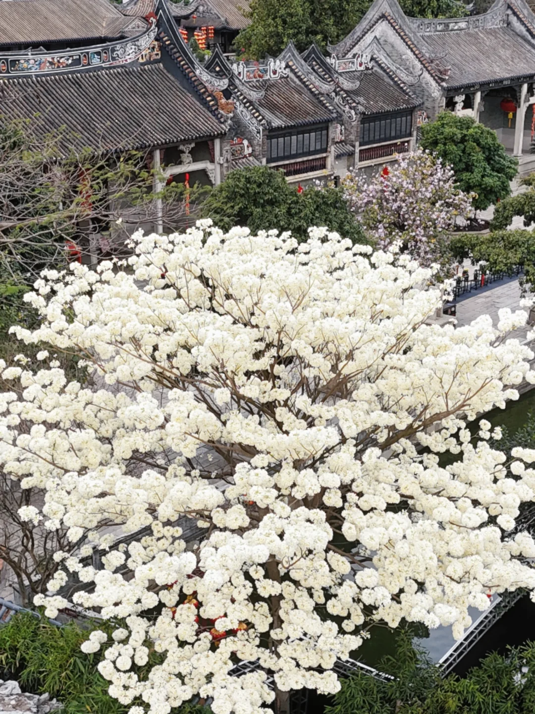 这就是花城广州！连春天都像下雪一样浪漫！❄️