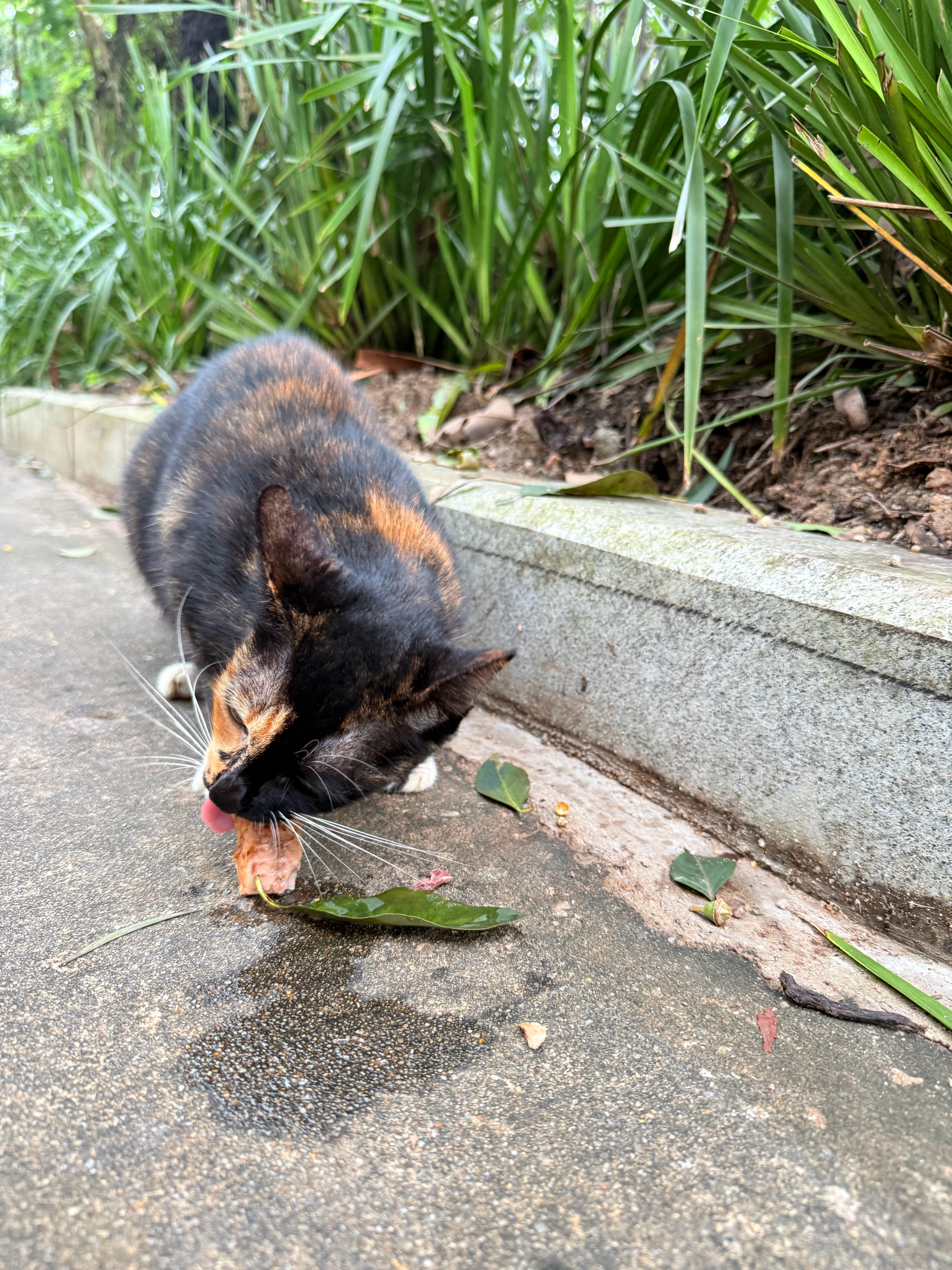 深圳暴雨加码流浪猫 快吃，大暴雨⛈️又又又要来来了！ 深圳