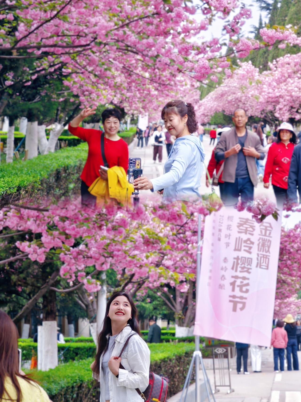 【秦岭南麓金徽酿酒园里满园樱花，美得像童话世界】樱香绕酒坊，春光满庭芳。4月10