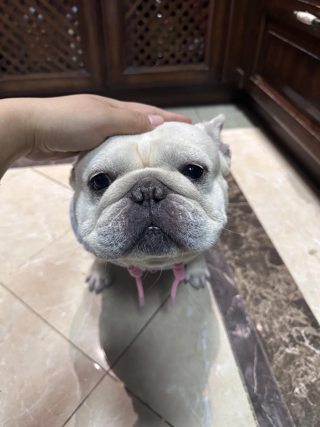 小狗冬天的第一个马甲