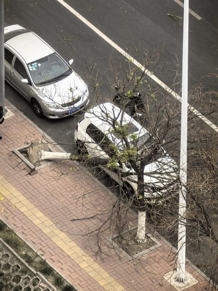 天津梅江，大风吹倒一棵树把车砸了