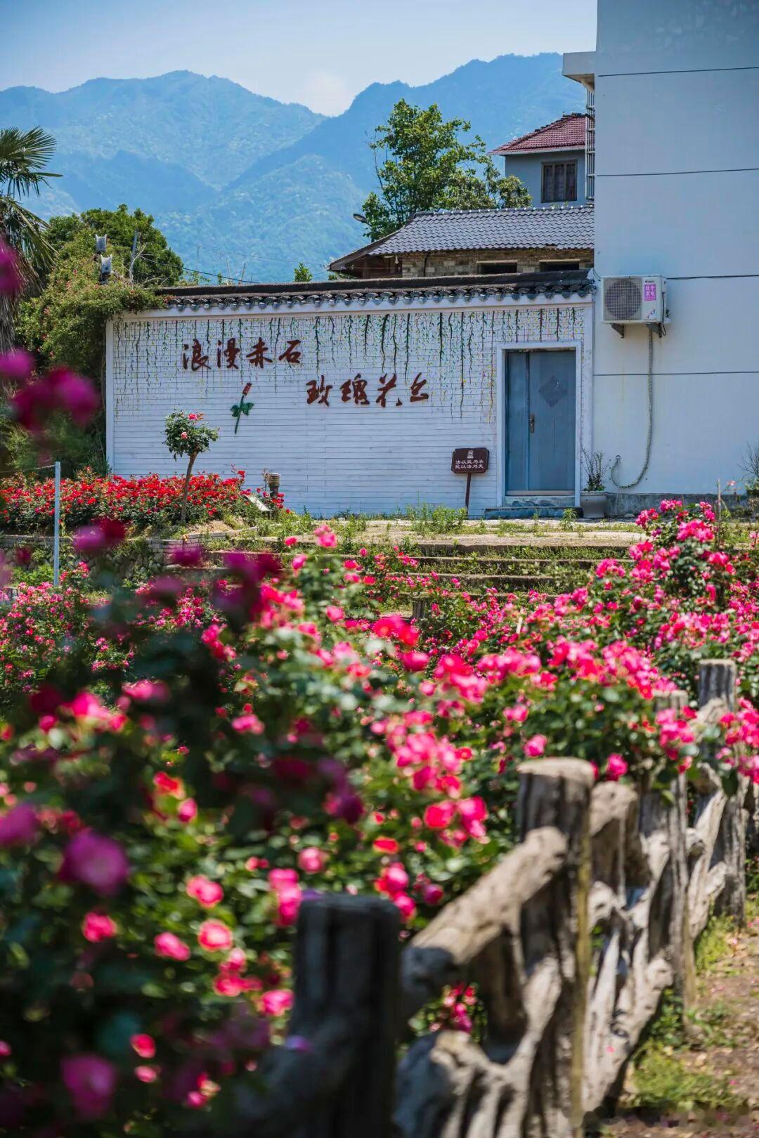 浙西南藏着一座神仙小城，初夏美成了世外桃源！丽水云和的梯田层层叠绿，云海翻涌时宛
