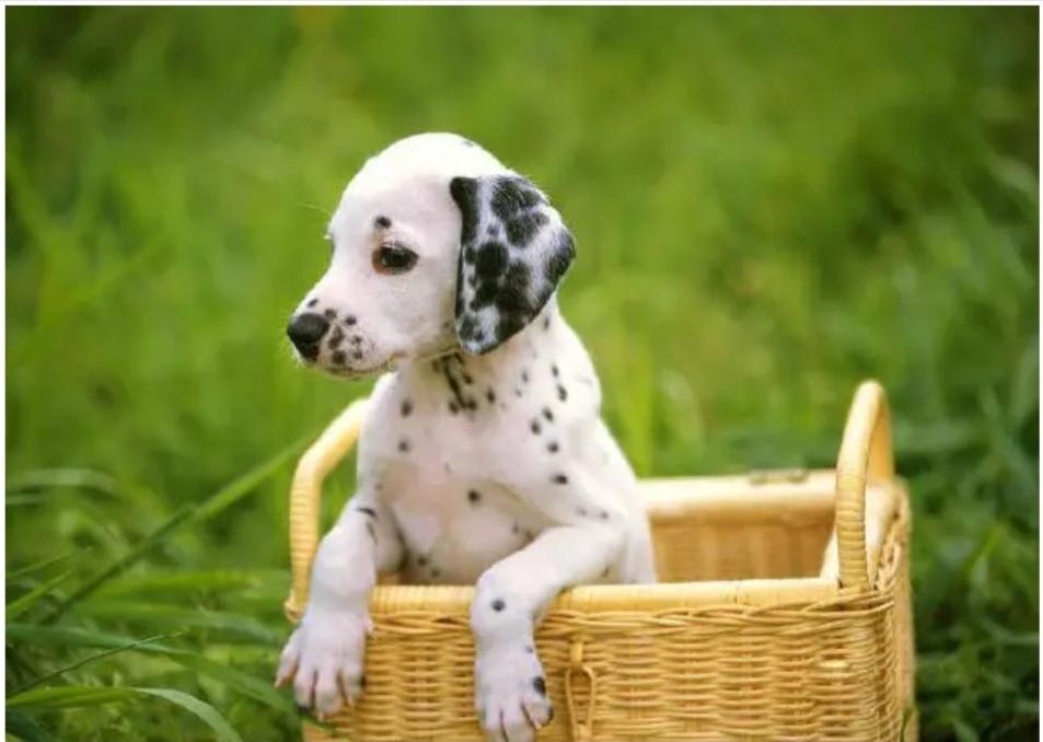 想养一条🐕狗你知道怎么养吗？
想养狗的宝子看过来！养狗可不像想象中那么简单。