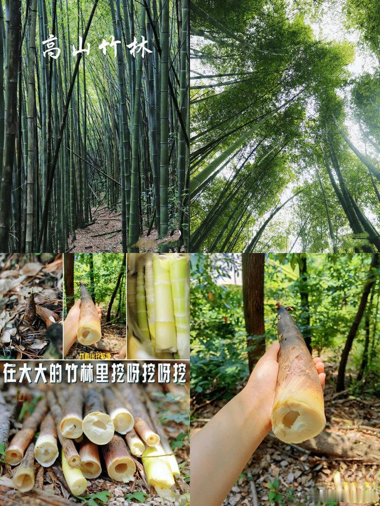 夏天下饭神器，香辣黄瓜条和香辣笋丁，真的又香又辣又脆又嫩，吃饭的时候随便来点，饭