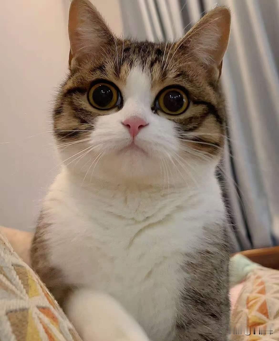 从今天开始，换个赛道，告别过去写的一切东西，写写小猫，生活类的一些东西，再不换，