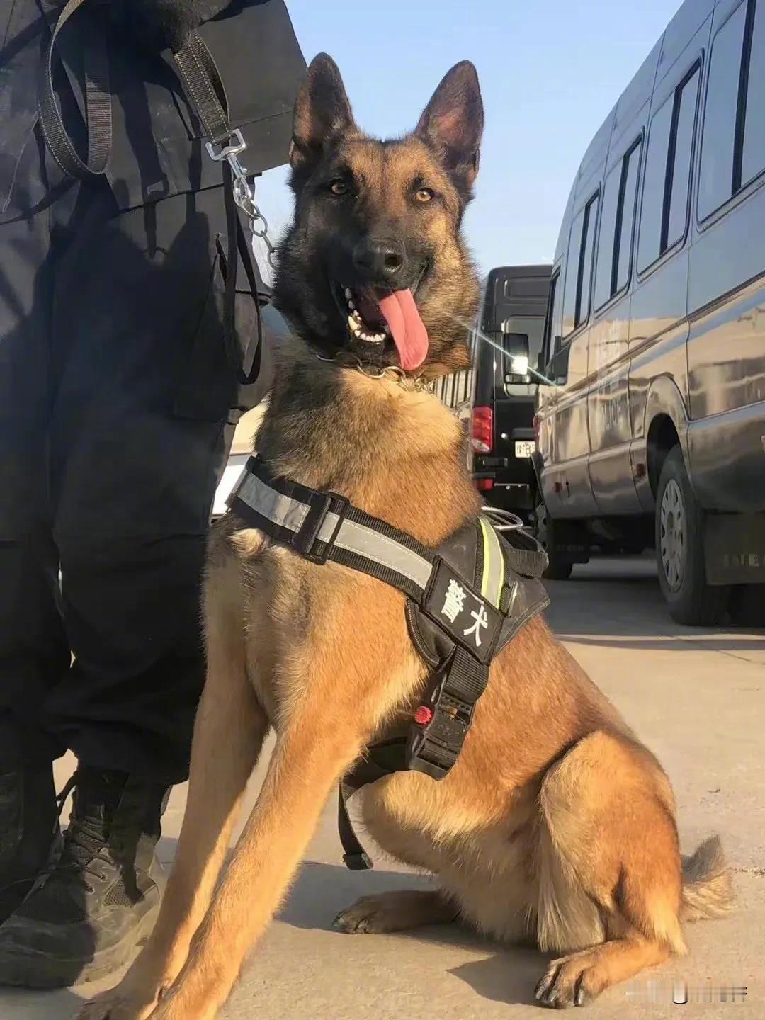 看看我们的警犬，这颜值怎么样～