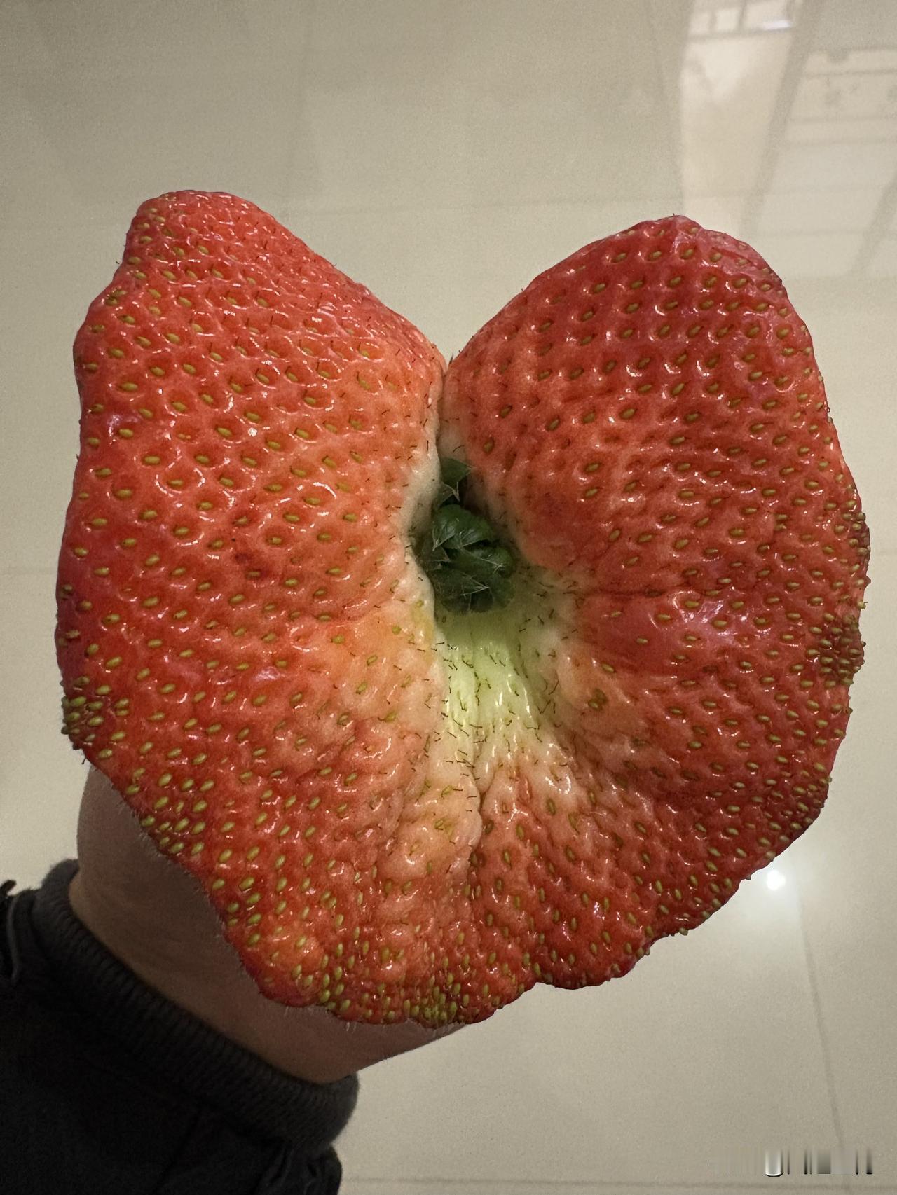 这草莓是外星来的吧？竟然还能长成这个样子，比一般人的手掌心还大[捂脸][捂脸][