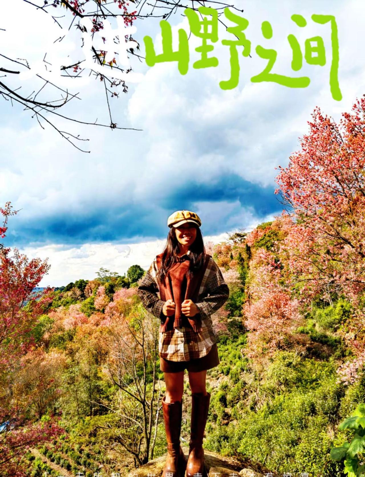 南糯山冬樱花茶山值得再来。明年提前些到，赶上花旺季就真的美醉了徒步户外 南糯山茶