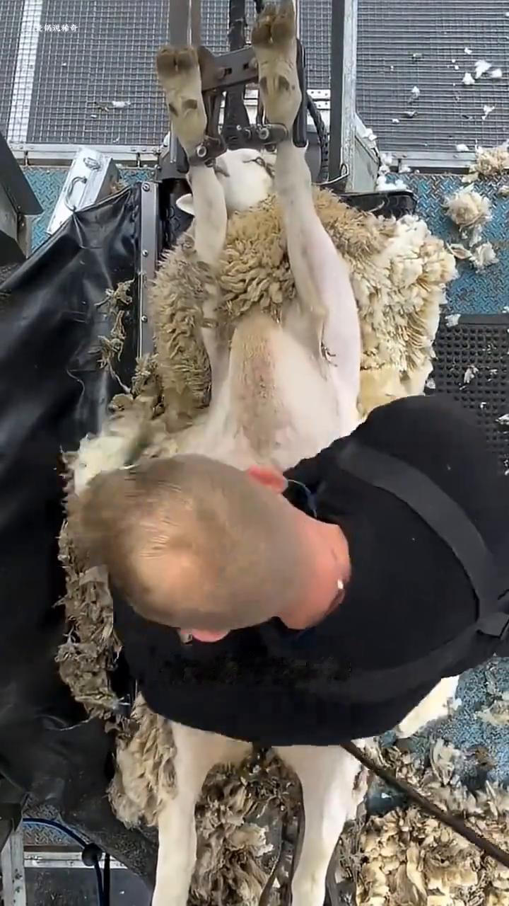 这只绵羊马上就要遭老罪了，它的主人直接把它拉了过来，将它的4只脚固定在设备上，机