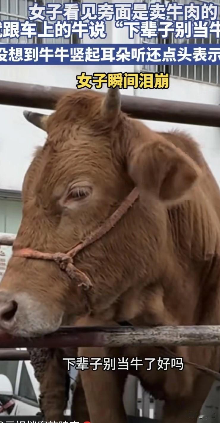 我严重怀疑所有动物都能听懂人类的语言。不管是英语，法语还是西班牙语。
一女子见一